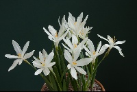 Sternbergia candida